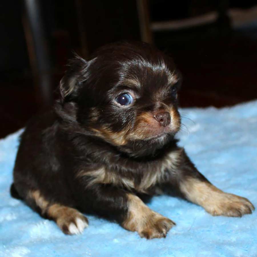 Miniature long haired outlet chihuahua for sale