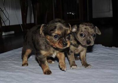 Howe Farms - SOLD Puppies