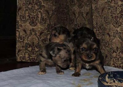 Howe Farms - SOLD Puppies