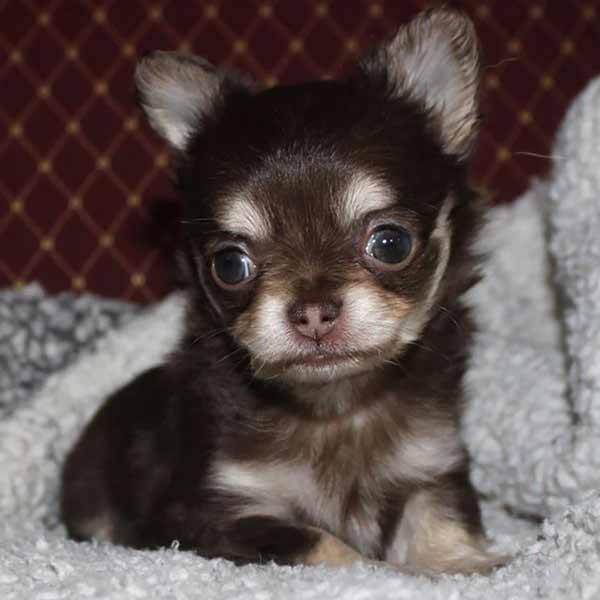 AVAILABLE CHIHUAHUA PUPPIES | HOWE FARMS CHIHUAHUAS